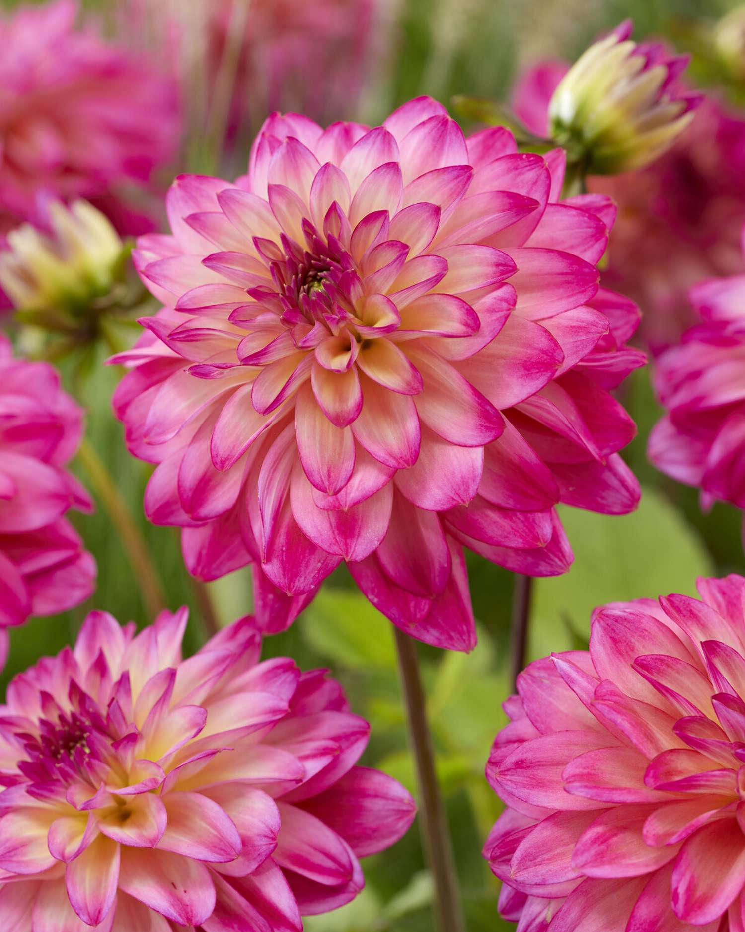 Dahlia 'Loé'